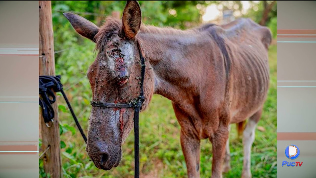 ABATEDOURO CLANDESTINO DE CAVALOS É DESCOBERTO EM ANÁPOLIS