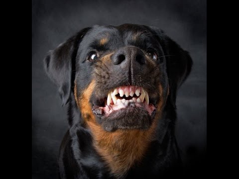 PRINZEED DER PROFI - ROTTWEILER feat. MASTINO (2009)