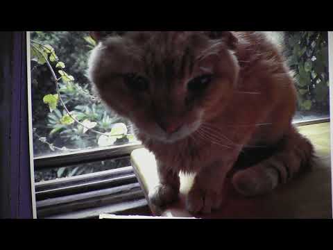 NS1 1UNeed Baby's Gone Love Grasshopper Kaplan sf Moonflower wLs original songs + music analog illBL