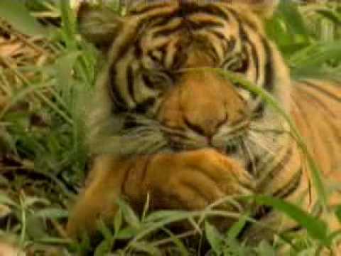 Il Predatore Perfetto