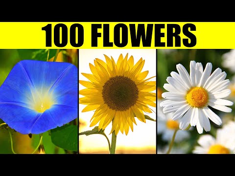 image-What are the different shapes of flowers?
