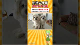 【犬種シリーズ #7】原産国の欄に、国の名前が書けない犬｜マルチーズ