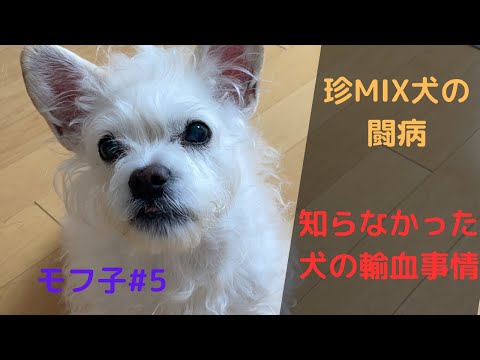 犬の溶血性貧血 - 症状と治療法