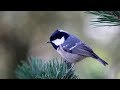 Peaceful Relaxing Instrumental Music, Meditation Music "August Morning Song" by Tim Janis