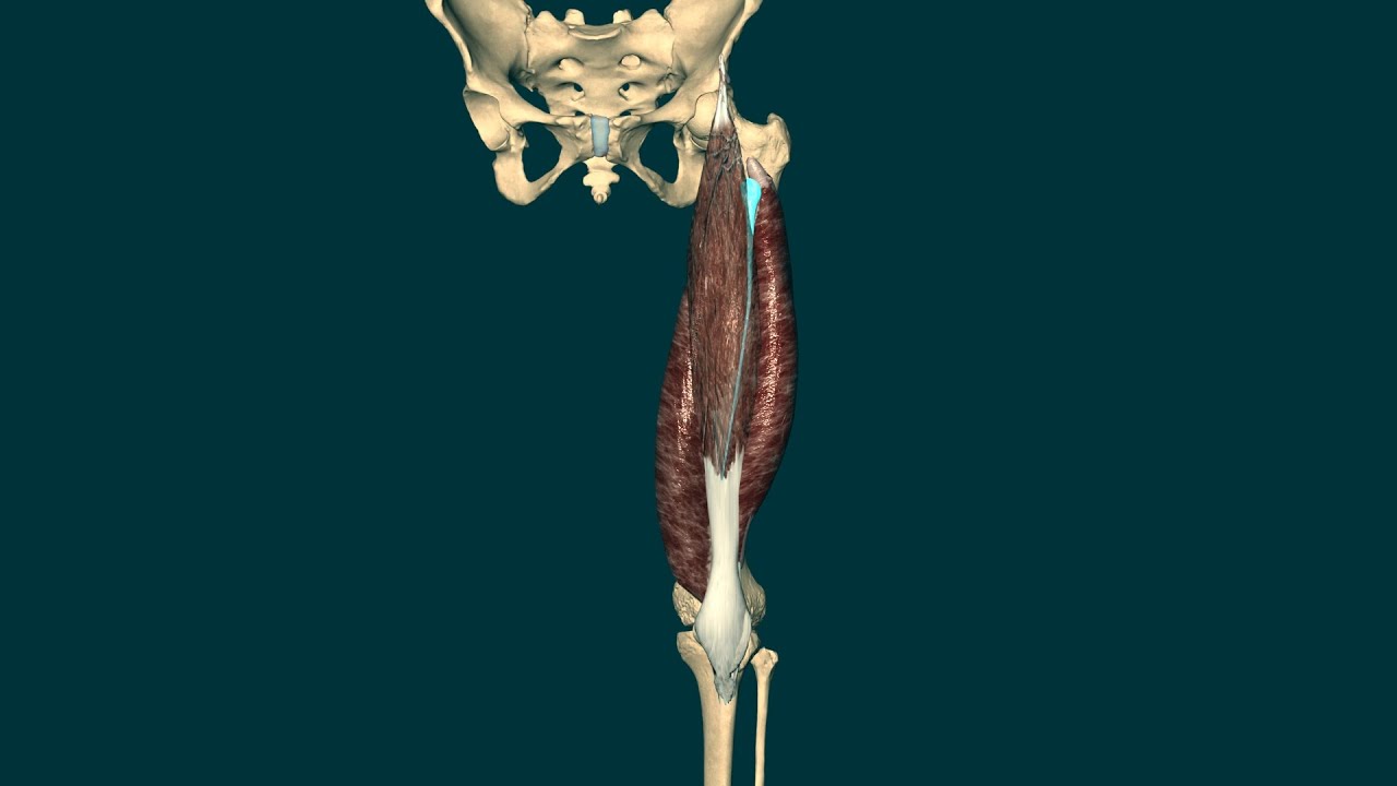 El cuádriceps tiene un quinto músculo