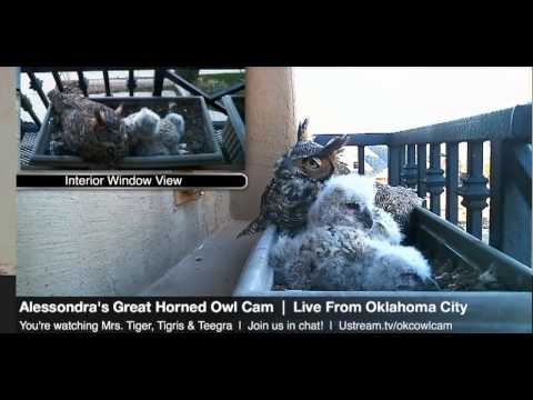 Alessondra's GHO - Mrs. T and her owlets so cute napping - 15 March, 2013