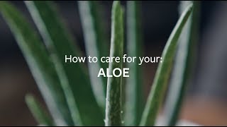 How to care for your Aloe | Grow at Home | RHS