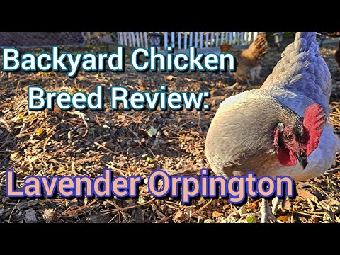 Backyard Chicken Breed Review: Lavender Orpington Hens