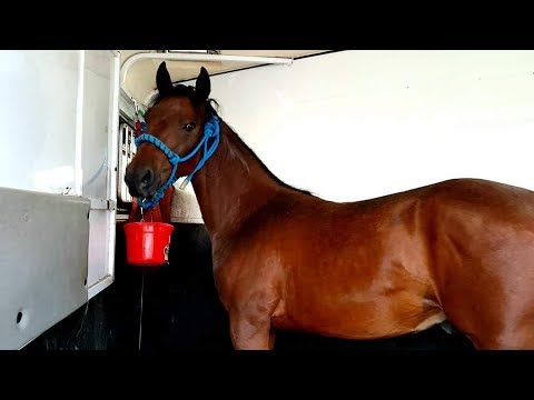 Getting my new Yearling!!!