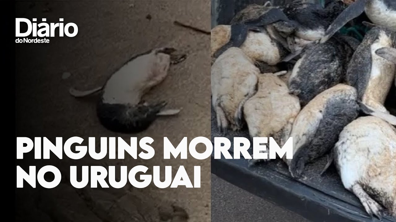 Imagem da notícia: Cerca de 2 mil pinguins morrem no Uruguai e são arrastados pela correnteza para fronteira com Brasil