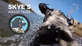 Skye's Waggy Tales Official - Springer Spaniel Children's Books