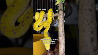 Why is my pet snake waggling its tail? Caudal Luring Vs Defensiveness #snake #reptiles #reptilecare