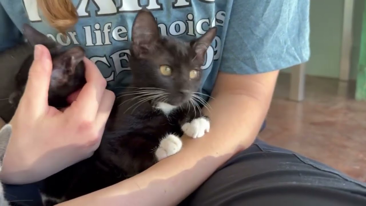 Enlarge Mouse, a ADOPTABLE Domestic Short Hair in San Antonio, TX video 2/4