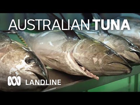 The Far North Queensland family behind the only Australian caught tinned tuna 🍣🐟🥫 | ABC Landline