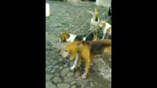 preview picture of video 'Caceria con Perros. Mis perros de caza Espinal Veracruz'