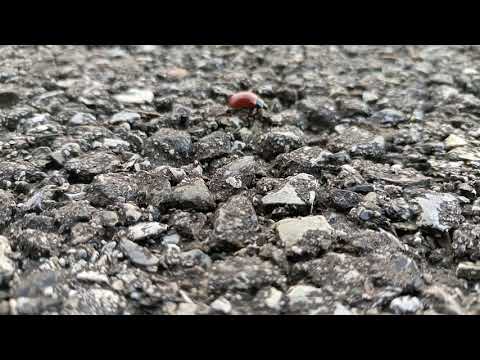 TRKZ - Bela Vista (à Olho Nú) - Pérola do Índico - Episódio I