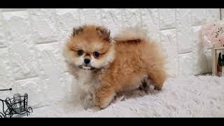 ハーフ犬の動画01