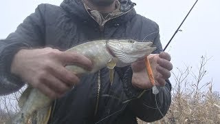 С какого числа можно ловить щуку в липецкой обл
