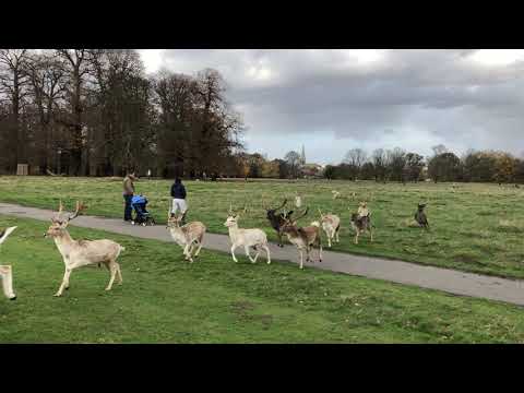 Fenton 2 in Richmond Park 15-Nov-20