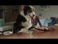 Видео о товаре Labrador Retriever Adult, корм для собак породы Лабрадор-Ретривер / Eukanuba (Нидерланды)