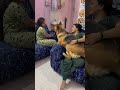 Don T Touch My Mom Doglover Dog Germanshepherd Reels Shorts Champ Love Viral Puppy