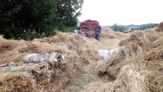 Battitura del grano