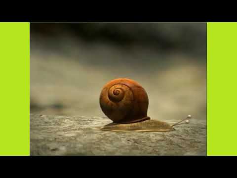 Minuscule   Volume 4 dvdrip, xvid+