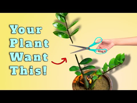 Pruning of Plants - Basics You Should Learn
