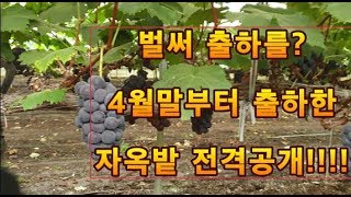 거봉 포도와 사랑에 빠지다. 5월에 포도 따는 김천농민 인증