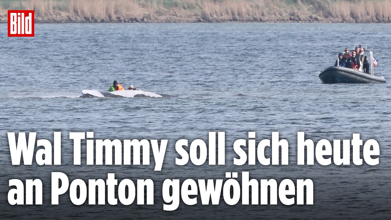 🔴 WALRETTUNG IM LIVESTREAM: Die Rettung vom Ostsee-Wal Timmy | BILD LIVE
