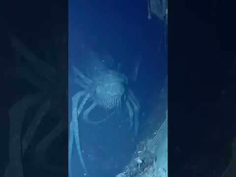 Top 10 Deep Sea Monsters JUST Discovered 😱