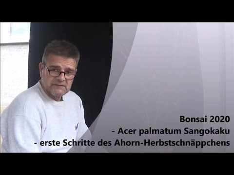 Bonsai 2020-17 - Acer Sangokaku - erste Schritte des Ahorn-Herbstschnäppchens