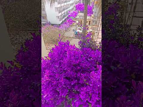 purple land💜💜💜💜  #flowers #nature #beautiful