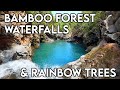 Bamboo Forest and Waterfalls | Rainbow Eucalyptus Trees | Road to Hana | Maui HAWAII