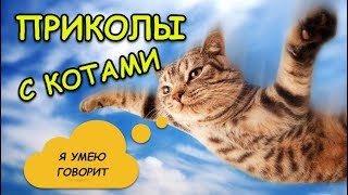 Лучшие и самые смешные приколы с котами и кошками Говорящий кот Смешные животные 2018 Funny Cats.