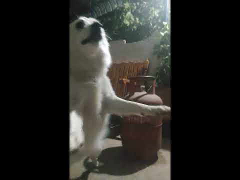 #my dog meet after one day ago dog saying something things love overload