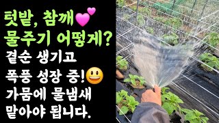 텃밭, 참깨???? 물주기 어떻게????? 곁순생기고 폭풍 성장???? 가뭄에 물냄새 맡아야 됩니다????