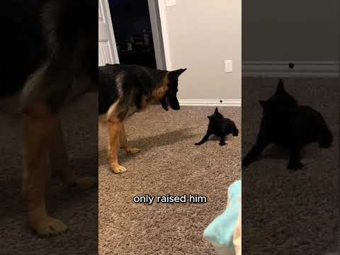 Never Let a K9 Police Dog Raise a Kitten 😂