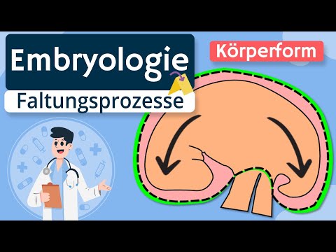 Embryology - Folding and formation of the body cavity explained simply