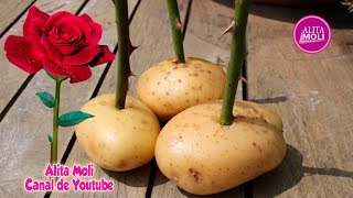 Cómo enraizar una rosa ya cortada  con una papa y hacer que florezca, increíble!