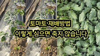 토마토 모종 심는방법 과 재배방법, 이렇게 심으면 모종이 죽지 않습니다