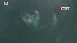 Sapanca Gölü’ndeki Endişelendiren Kabarcıklar Su Altından ve Havadan Görüntülendi