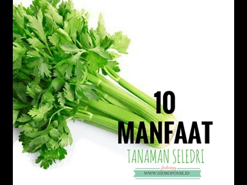 Mengapa menurunkan berat badan dari mengambil kontrasepsi Berat badan diet dengan bit
