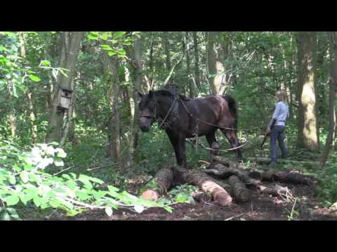 Belgian Draft Horses: my draft horse Gloria and my well educated grand daughters Laura and Lien