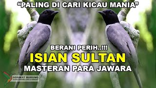 Download lagu BERANI PERIH!! Isian Sultan Paling di Cari Kicau Mania|Masteran Para Jawara|FULL VARIASI mp3 Download lagu BERANI PERIH!! Isian Sultan Paling di Cari Kicau Mania|Masteran Para Jawara|FULL VARIASI mp3
