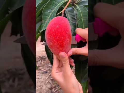 PARTHENOCARPIC MANGO VARIETY : SINDHU || SEEDLESS MANGO || PARTHENOCARPY IN MANGO || MANGO Faming🍋🍂