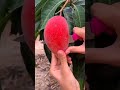 PARTHENOCARPIC MANGO VARIETY SINDHU SEEDLESS MANGO PARTHENOCARPY IN MANGO MANGO Faming
