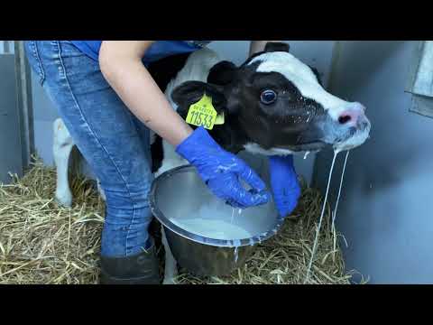 Farm #WithMe Hoof Trimming Animal Rescue BABY CALF BORN Incredible Cow Milking Smart Farming Silage