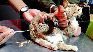 Severe Tapeworms || Rescue Cat || Animalia Dot Pk