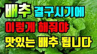 배추 속이 차는시기(결구)에 해줘야 맛있는 배추 됩니다. 3가지는 꼭 해주세요